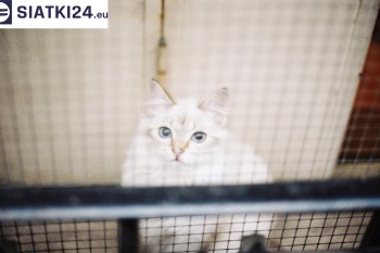 Siatki Tomaszów Mazowiecki - Zabezpieczenie balkonu siatką - Kocia siatka - bezpieczny kot dla terenów Tomaszowa Mazowieckiego